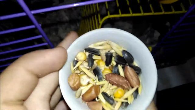 Мой джунгарский хомяк Джесси | Что ест мой хомяк? смотреть онлайн