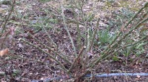 Весенняя обрезка почвопокровных роз.СПОСОБ №1.Роза ЛАРИССА.Питомник роз Полины Козловой rozarium.bi