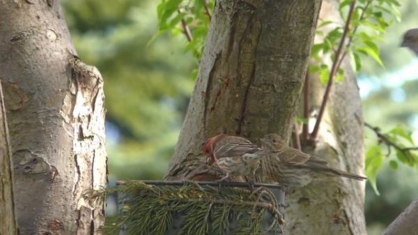 видео для кошек, развлекать вашего кота