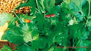 Кориандр овощной Бородинский (borodinsky) ? обзор: как сажать, семена кориандра Бородинский