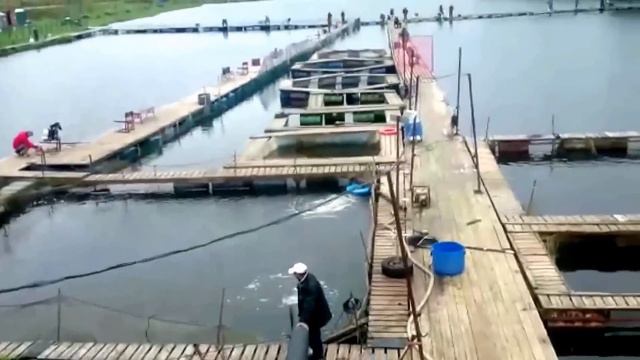 Приход золотой форели в Савельево 21 09 2016 смотреть онлайн