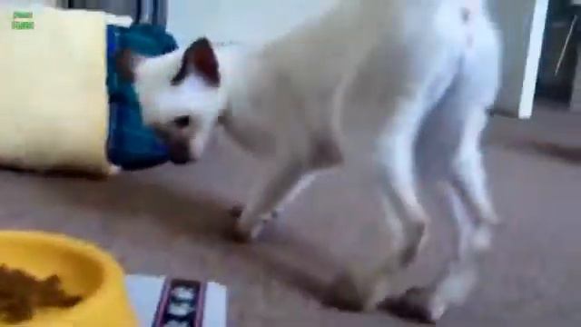 Коты за едой смотреть онлайн