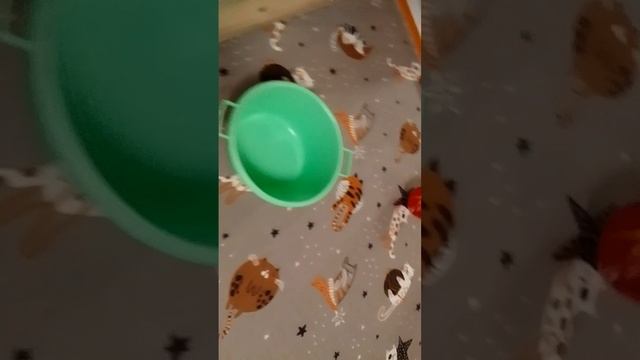 второй тайм игры в мяч от Сунцов игры и его сестры