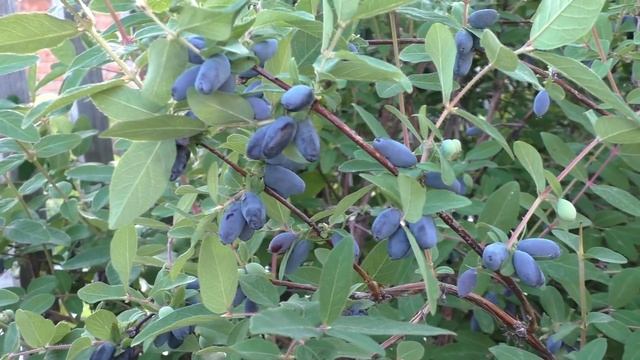 Жимолость Морена и Сластена смотреть онлайн