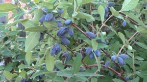 Жимолость Морена и Сластена