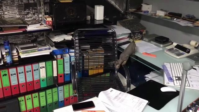 ДЕВОН-РЕКС ВСЕ О ПОРОДЕ. ИНТЕРЕСНЫЕ ФАКТЫ смотреть онлайн