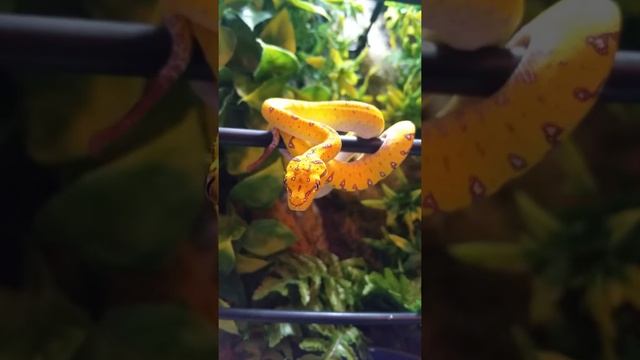 1:42 With DOS, 2015 USCBB ARU GREEN TREE PYTHON смотреть онлайн