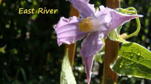 Клематисы. Серия сортов "Реки"