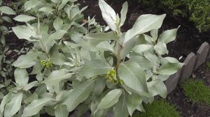 ЛОХ Серебристый. Ароматный ,красивый кустарник.