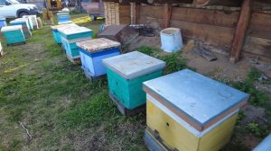 Полоски МАНХАО-ПРО от клеща, 1/2  полоски на семью. Пасека Старчевских, Сибирь