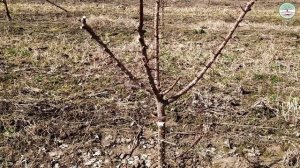 Обрезка абрикоса весной. Обрезка абрикоса чаша. Обрезка молодого абрикоса. Абрикос 2,3,4,5 год.