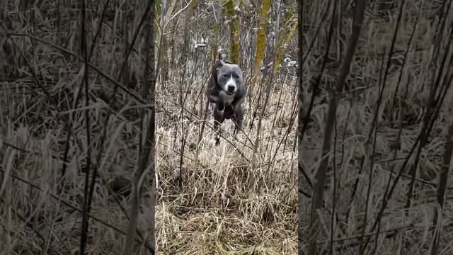 Amstaff