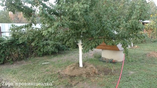 УТРО/ Обзор сада/ Заготовки на зиму/Место отдыха/ #деревня ##village #garden #summer #лето смотреть онлайн