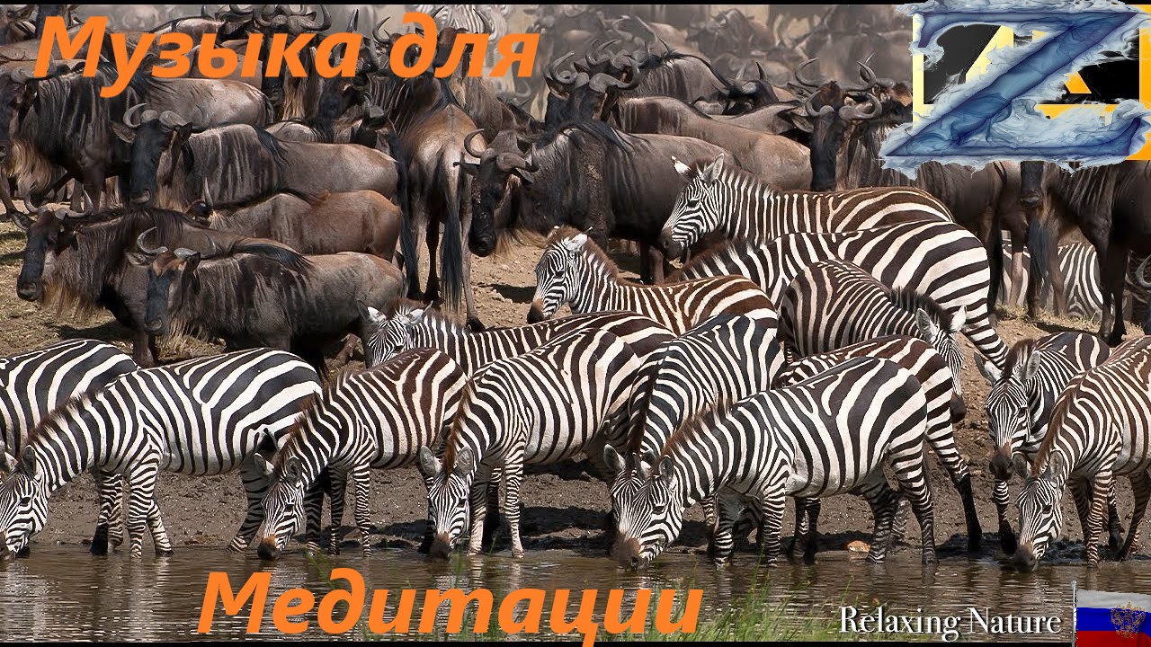 Африканская дикая природа - Великая миграция из Серенгети в Масаи Мара, Кения.