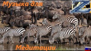 Африканская дикая природа - Великая миграция из Серенгети в Масаи Мара, Кения.