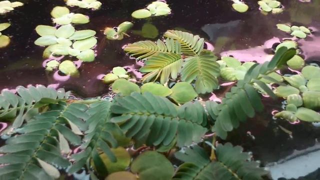 vizi mimoza -aeschinomene aquatica смотреть онлайн
