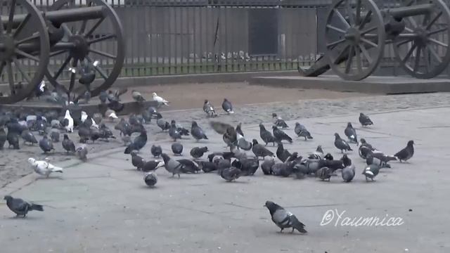 VLOG: Один день из жизни вышивальщицы (#2) (не вышивальное видео) смотреть онлайн