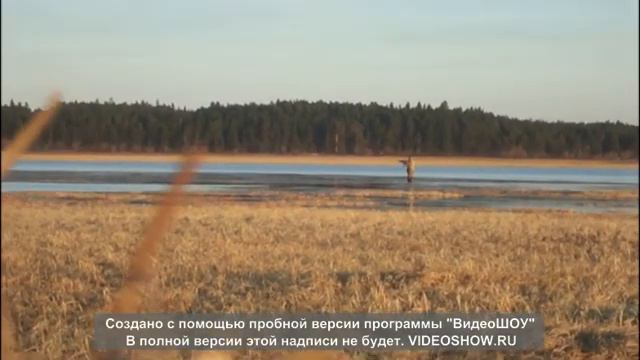 Охота на утку и гуся часть 2 (нарезки видео) смотреть онлайн