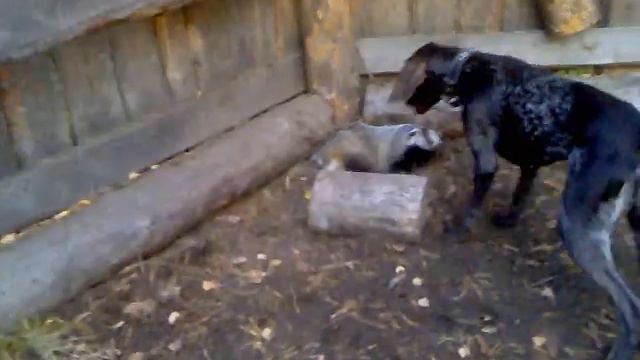 Курцхаар ПРИТРАВКА Юты по барсуку.mp4 смотреть онлайн