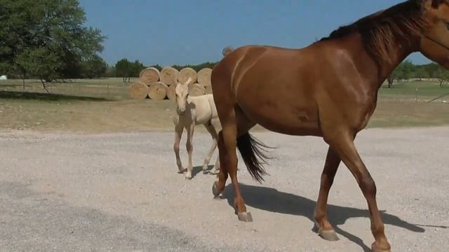 Majestic and her stunning colt Groovy - MFTHBA foxtrotters! смотреть онлайн