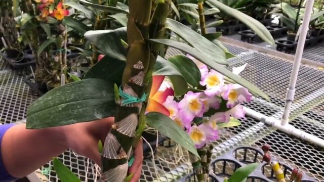 AOG Dendrobium Nobile Care смотреть онлайн