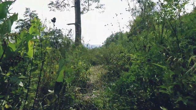 Той пудель, Тотошка смотреть онлайн