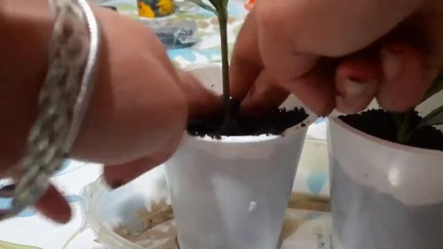 ГАРДЕНИЯ???, УКОРЕНЯЕМ ЧЕРЕНКИ??? смотреть онлайн