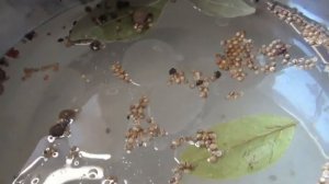 Рецепт засолки кильки. Просто вкусно