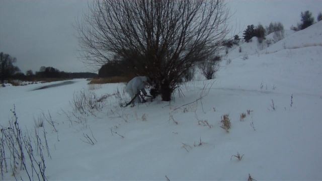 Потаск сработал, трофей добыт! Охота на лису 2022 01 11 смотреть онлайн