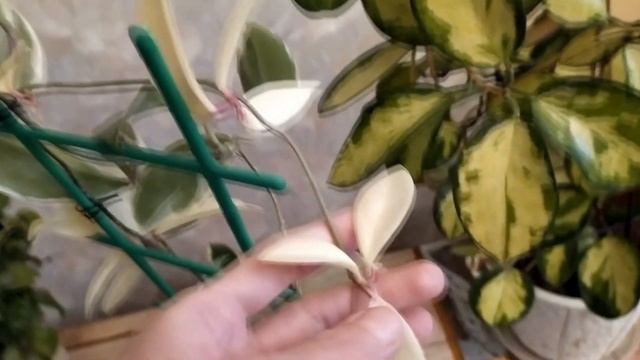 Комнатные цветы/ ОБЗОР МОИ ХОЙИ / МОЙ УХОД за ХОЙЯМИ смотреть онлайн