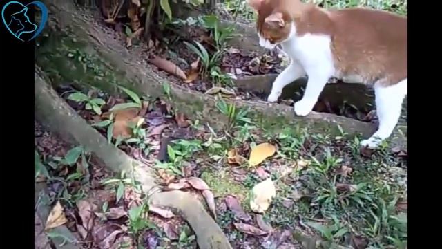 Funny Cats Chasing Mouse Compilation смотреть онлайн