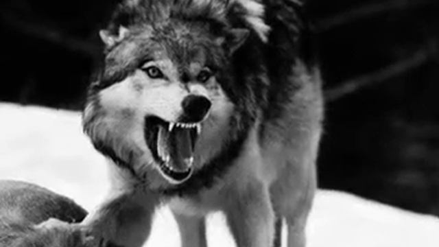 жесть волк разодрал людей!!!!!смотреть всем .Жесть смотреть онлайн