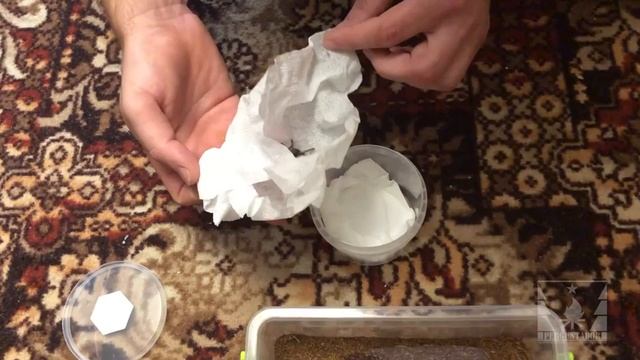 Распаковка нового паука-птицееда. Лошадиный паук (Lasiodora parahibana) смотреть онлайн