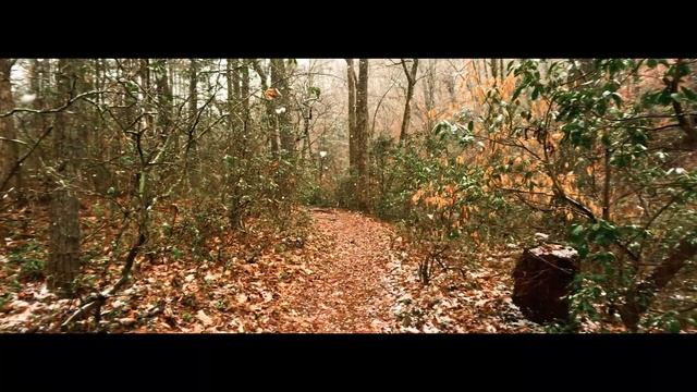 GoPro Hero 11 Black with ANAMORPHIC LENS Samples смотреть онлайн