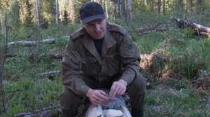 Охота на охоту.Солонец- эффективность для удержания лосей в угодьях.Наши солонцы лоси любят.Природа