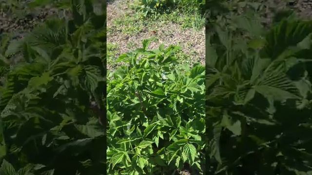 Таруса( малиновое дерево) 2022год смотреть онлайн