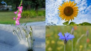 Карточки Домана Часть 10 Цветы