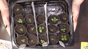 Сеем Сальпиглоссис в торф. таблетки.  Пикировка петуньи.