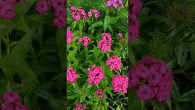 Турецкая гвоздика 22.06.21. смотреть онлайн