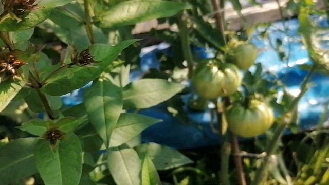 садовая #Традесканция и помидоры. лето 2022 смотреть онлайн