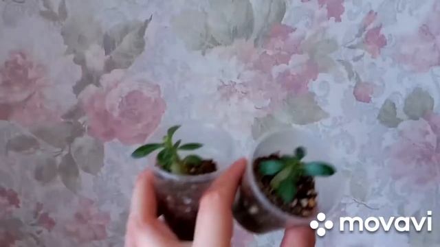 Комнатные растения. Растюшки адениума. Мой крестовник Роули. #комнатныецветы #комнатныерастения смотреть онлайн