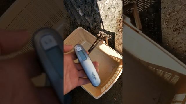 Взвешивание поместных крольчат бабочка коричневая+ бургундским 2 месяца (60)дней. смотреть онлайн