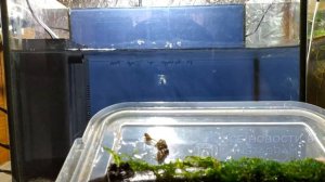 ЗАПУСК АКВАРИУМА С НУЛЯ 32л.