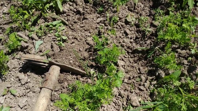 Пять секретов прополки моркови.Кудрявая морковь.Вредители моркови. смотреть онлайн