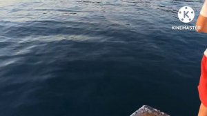 Отводной поводок на Чëрном море. Интересная и красивая рыба.