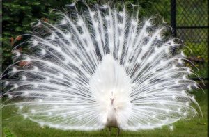 Сказочная птица -павлин