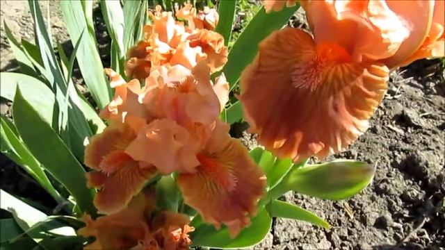 Clash, Black’03. Клеш. Карликовий ірис смотреть онлайн