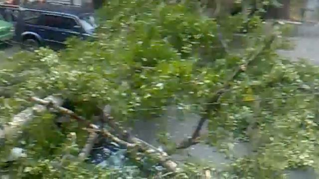 Дерево упало на Большой Монетной смотреть онлайн