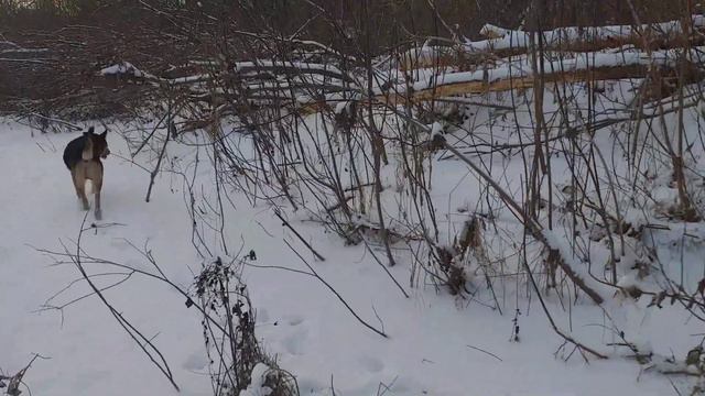 Бобры сделали плотину. смотреть онлайн