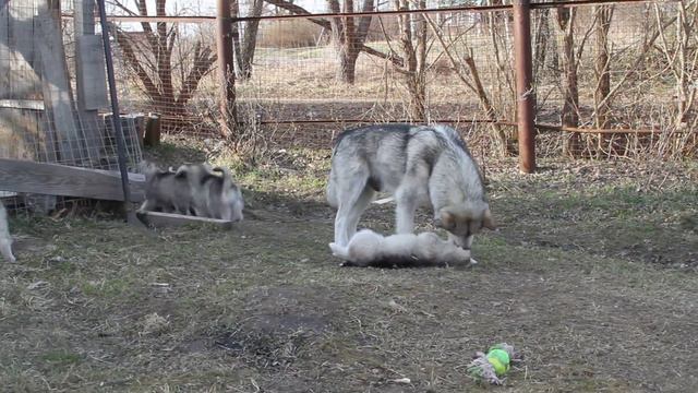 Папа-жадина смотреть онлайн